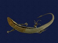 藏品(股鱗蜓蜥)的圖片